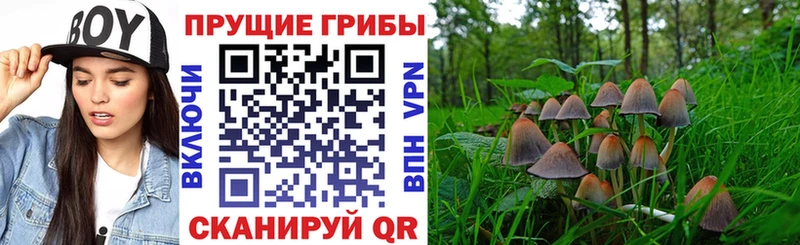 blacksprut ONION  Высоцк  Галлюциногенные грибы Cubensis 